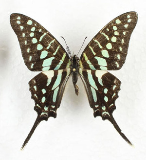  (Graphium polistratus - CTBB-3609)  @11 [ ] Copyright © (2023) Th. Bouyer Research Collection of Thierry Bouyer