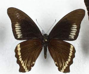  (Papilio interjectana - CTBB-3624)  @11 [ ] Copyright © (2023) Th. Bouyer Research Collection of Thierry Bouyer