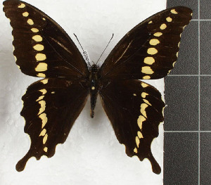  (Papilio mackinnoni - CTBB-3653)  @11 [ ] Copyright © (2023) Th. Bouyer Research Collection of Thierry Bouyer