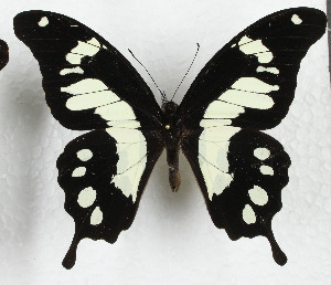  (Papilio horribilis - CTBB-3680)  @11 [ ] Copyright © (2023) Th. Bouyer Research Collection of Thierry Bouyer