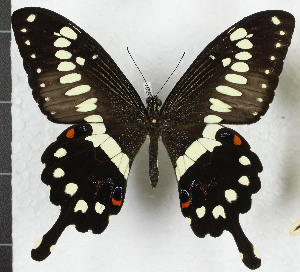  (Papilio menestheus - CTBB-3681)  @11 [ ] Copyright © (2023) Th. Bouyer Research Collection of Thierry Bouyer