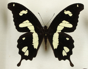  (Papilio hesperus - CTBB-3685)  @11 [ ] Copyright © (2023) Th. Bouyer Research Collection of Thierry Bouyer