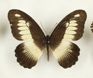  (Papilio zenobia - CTBB-3694)  @11 [ ] Copyright © (2023) Th. Bouyer Research Collection of Thierry Bouyer
