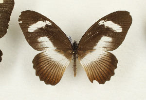  (Papilio cynorta - CTBB-3695)  @11 [ ] Copyright © (2023) Th. Bouyer Research Collection of Thierry Bouyer