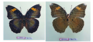  (Bebearia chilonis - CTBB-3754)  @11 [ ] Copyright © (2044) G. Faravel Research Collection of Gilles Faravel