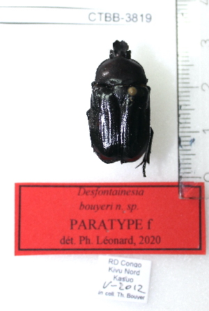  (Desfontainesia bouyeri - CTBB-3819)  @11 [ ] Copyright © (2022) Ph. Léonard research collection of Ph. Léonard