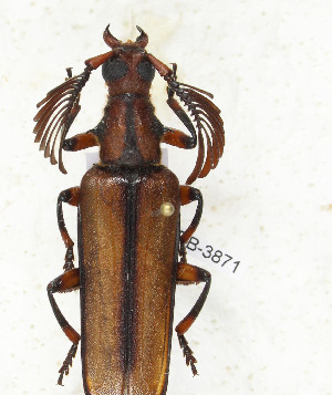  (Plectogaster vandeweghei - CTBB-3871)  @11 [ ] Copyright © (2023) Thierry Bouyer Research Collection of Thierry Bouyer