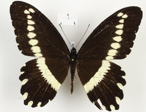  (Papilio gallienus - CTBB-3985)  @11 [ ] Copyright © (2023) Thierry Bouyer Research Collection of Thierry Bouyer