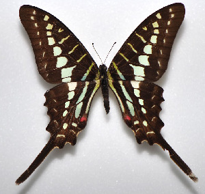  (Graphium bouyeri - CTBB-4150)  @11 [ ] Copyright © (2023) Thierry Bouyer Research Collection of Thierry Bouyer