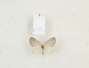  ( - CTBB-0422)  @11 [ ] Copyright © (2012) Th. Bouyer Research Collection of Thierry Bouyer