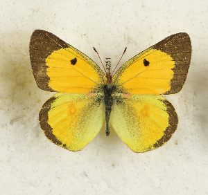  (Colias hecate - CTBB-4251)  @11 [ ] Copyright © (2023) Thierry Bouyer Research Collection of Thierry Bouyer