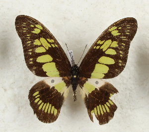  (Graphium latreillianus - CTBB-4275)  @11 [ ] Copyright © (2023) Thierry Bouyer Research Collection of Thierry Bouyer