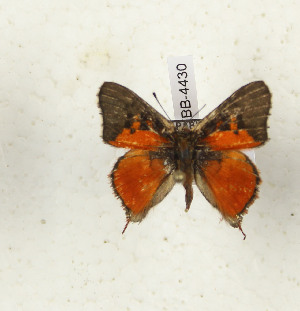  ( - CTBB-4430)  @11 [ ] Copyright © (2025) Thierry Bouyer Research Collection of Thierry Bouyer