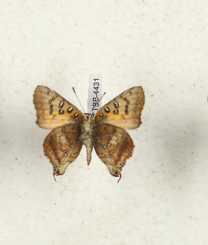  (Axiocerces kadugli - CTBB-4431)  @11 [ ] Copyright © (2025) Thierry Bouyer Research Collection of Thierry Bouyer