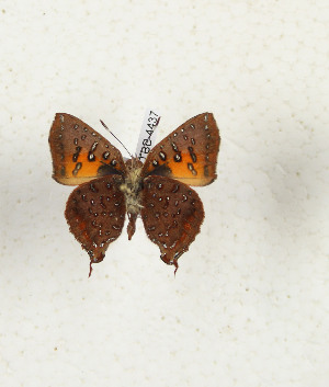  ( - CTBB-4437)  @11 [ ] Copyright © (2025) Thierry Bouyer Research Collection of Thierry Bouyer