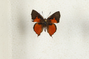  (Axiocerces harpax - CTBB-4439)  @11 [ ] Copyright © (2025) Thierry Bouyer Research Collection of Thierry Bouyer