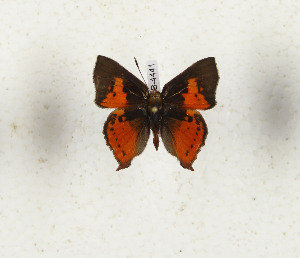  ( - CTBB-4441)  @11 [ ] Copyright © (2025) Thierry Bouyer Research Collection of Thierry Bouyer