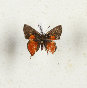  ( - CTBB-4443)  @11 [ ] Copyright © (2025) Thierry Bouyer Research Collection of Thierry Bouyer