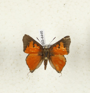  ( - CTBB-4446)  @11 [ ] Copyright © (2025) Thierry Bouyer Research Collection of Thierry Bouyer