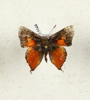  ( - CTBB-4448)  @11 [ ] Copyright © (2025) Thierry Bouyer Research Collection of Thierry Bouyer