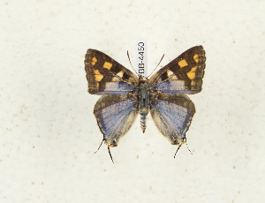  (Cigaritis shaba - CTBB-4450)  @11 [ ] Copyright © (2025) Thierry Bouyer Research Collection of Thierry Bouyer