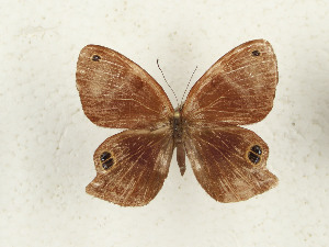  (Afriodinia - CTBB-4453)  @11 [ ] Copyright © (2025) Thierry Bouyer Research Collection of Thierry Bouyer