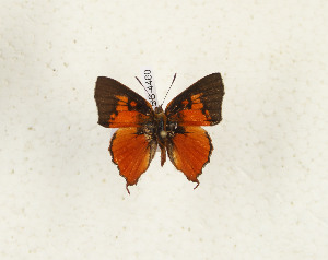  ( - CTBB-4460)  @11 [ ] Copyright © (2025) Thierry Bouyer Research Collection of Thierry Bouyer