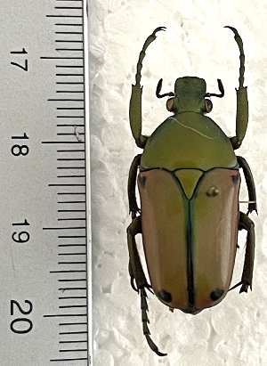  ( - CTBB-4485)  @11 [ ] Copyright © (2025) Thierry Bouyer research collection of Ph.L&eacute;onard