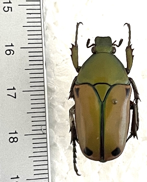  ( - CTBB-4487)  @11 [ ] Copyright © (2025) Thierry Bouyer research collection of Ph.L&eacute;onard