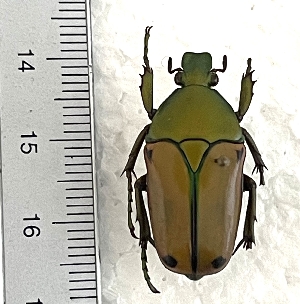  ( - CTBB-4488)  @11 [ ] Copyright © (2025) Thierry Bouyer research collection of Ph.L&eacute;onard