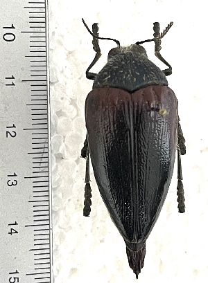  (Julodis emiloweni - CTBB-4492)  @11 [ ] Copyright © (2025) Thierry Bouyer research collection of Ph.L&eacute;onard