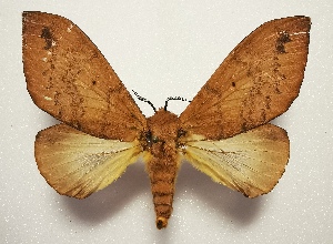  (Leptometa CIP11 - CTBB-4496)  @11 [ ] Copyright © (2025) Thierry Bouyer research collection of A. Cipolla