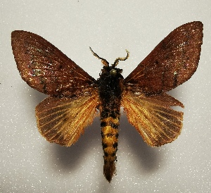  (Leptometa CIP10 - CTBB-4498)  @11 [ ] Copyright © (2025) Thierry Bouyer research collection of A. Cipolla