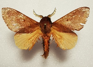  (Leptometa CIP14 - CTBB-4502)  @11 [ ] Copyright © (2025) Thierry Bouyer research collection of A. Cipolla