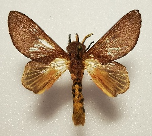  (Leptometa CIP15 - CTBB-4503)  @11 [ ] Copyright © (2025) Thierry Bouyer research collection of A. Cipolla