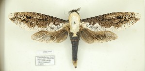  ( - CTBB-4507)  @11 [ ] Copyright © (2025) Thierry Bouyer research collection of R. Hulsbosch