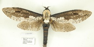  ( - CTBB-4509)  @11 [ ] Copyright © (2025) Thierry Bouyer research collection of R. Hulsbosch