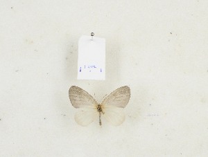  (Iridana perdita - CTBB-0471)  @11 [ ] Copyright © (2012) Th. Bouyer Research Collection of Thierry Bouyer