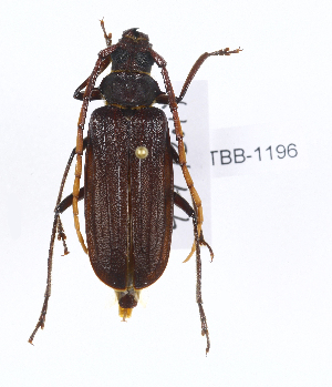  (Sarmydus antennatus - CTBB-1196)  @14 [ ] Copyright (2014) Alain Drumont Research Collection of Alain Drumont