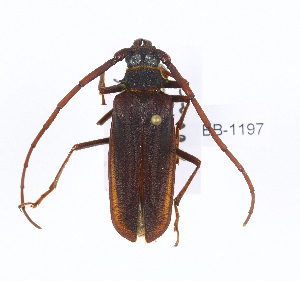  (Neosarmydus costipennis - CTBB-1197)  @14 [ ] Copyright (2014) Alain Drumont Research Collection of Alain Drumont