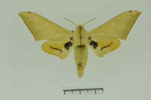  ( - CTBB-1685)  @14 [ ] Copyright (2015) Pierre Schmit Research Collection of Pierre Schmit