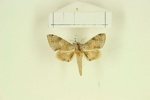  ( - CTBB-1705)  @12 [ ] Copyright (2015) Thierry Bouyer Research Collection of Jean-Daniel Deschamps