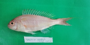  ( - MAK-130A)  @11 [ ] CreativeCommons-Attribution Non-Commercial Share-Alike (2020) Dr.Arif Muhammad Khan University of Sargodha ,Sargodha ,Pakistan