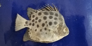  ( - MAK-92)  @11 [ ] CreativeCommons-Attribution Non-Commercial Share-Alike (2020) Dr.Arif Muhammad Khan University of Sargodha ,Sargodha ,Pakistan