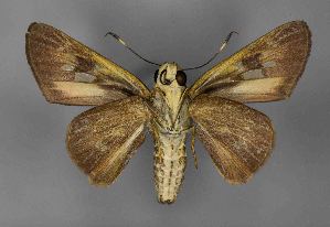  ( - RMNH.INS.981141)  @11 [ ] CreativeCommons - Attribution (2018) Hajo Gernaat Unspecified
