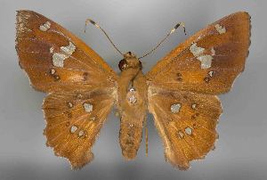  (Dyscophellus porcius porcius - RMNH.INS.981160)  @11 [ ] CreativeCommons - Attribution Share-Alike (2021) Hajo Gernaat Naturalis Biodiversity Center