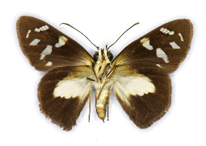  (Entheus priassus - RMNH.INS.1298040)  @11 [ ] CreativeCommons - Attribution Share-Alike (2022) Hajo Gernaat Naturalis Biodiversity Center
