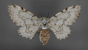  (Thyrinteina arnobia - RMNH.INS.1297988)  @11 [ ] CreativeCommons - Attribution Share-Alike (2021) Unspecified Naturalis Biodiversity Center