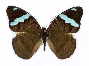  ( - RMNH.INS.1572747)  @11 [ ] CreativeCommons - Attribution Share-Alike (2024) Hajo Gernaat Naturalis Biodiversity Center