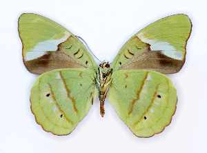  ( - RMNH.INS.1572747)  @11 [ ] CreativeCommons - Attribution Share-Alike (2024) Hajo Gernaat Naturalis Biodiversity Center